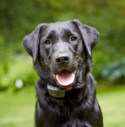 DogWatch Hidden Fences of Arizona, Gilbert, Arizona | ProFenceX Contact Us Image