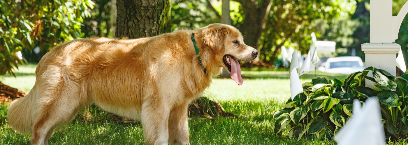 DogWatch Hidden Fences of Arizona, Gilbert, Arizona | Outdoor Hidden Dog Fences Slider Image